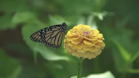 Flowers and Nature Stock Footage 167569946