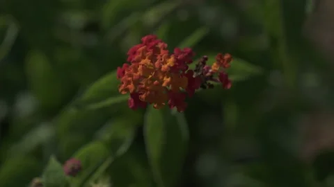 Flowers and Nature Stock Footage 167570197