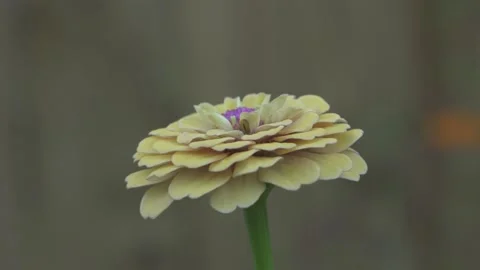 Flowers and Nature Stock Footage 167570432