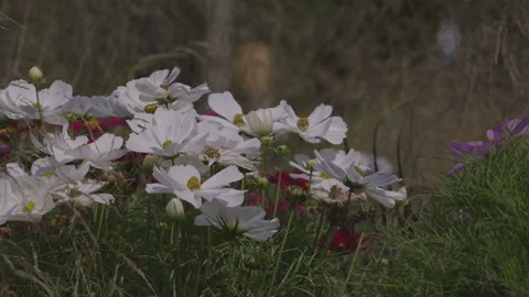 Flowers and Nature Stock Footage 167745707