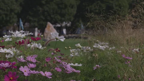 Flowers and Nature Stock Footage 167745754