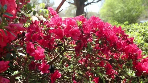 Flowers and Nature Stock Footage 270432972