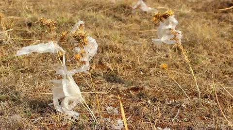 Flowers and nylon Stock Footage 12228490