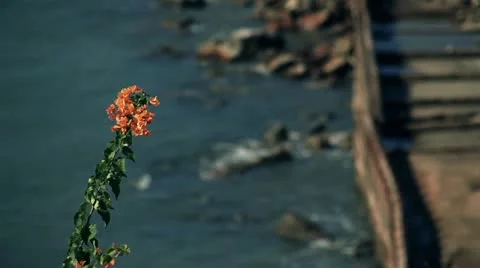 Flowers and ocean Video stock 22424133