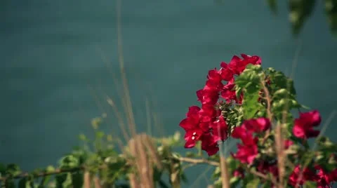 Flowers and ocean Stock Footage 22424155