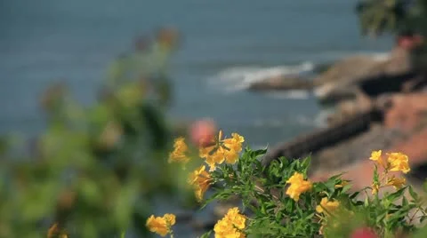 Flowers and ocean Stock Footage 22428612