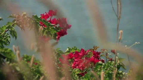 Flowers and ocean Stock Footage 22428626