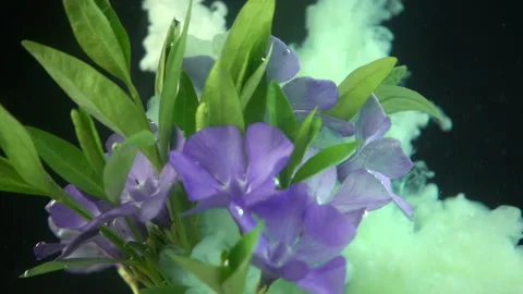 Flowers and Paints Stock Footage 94329322