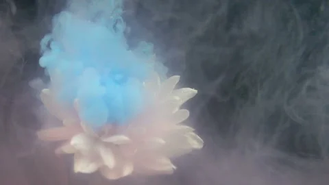 Flowers And Paints Stock Footage 94330617