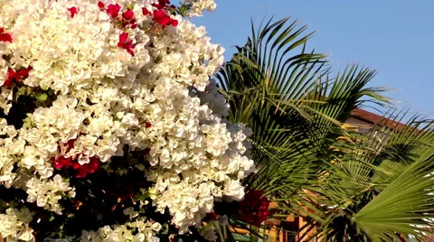 Flowers and palm on the wind Stock Footage 1101725