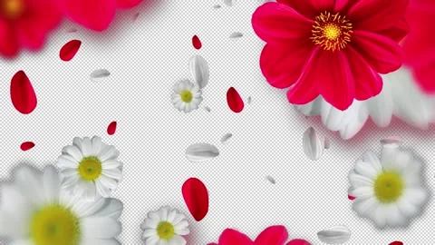 Flowers With Transparent Background Stock Footage ~ Royalty Free Stock  Videos