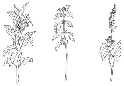 Flowers and plants element 스톡 일러스트