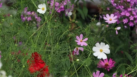 Flowers and Plants Stock Footage 159652176