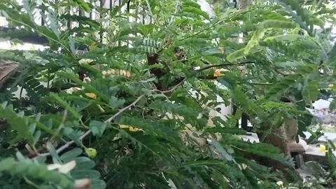 FLOWERS AND PLANTS 動画素材 212937034