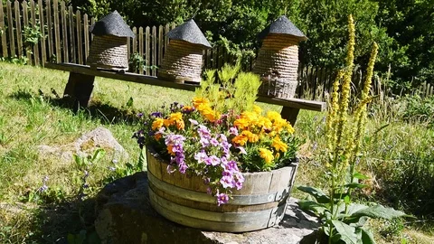 Flowers and pollinators Stock Footage 95524898