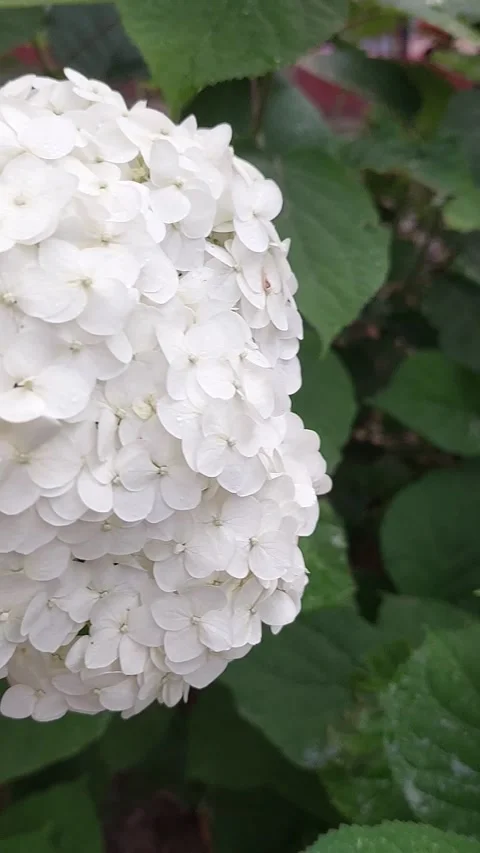 Flowers and rain Video stock 217676527