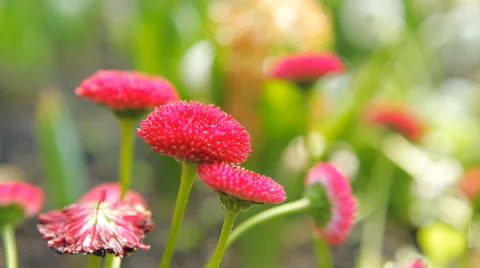 Flowers and rain in garden Stock Footage 59177732
