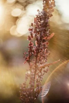 Flowers and rays of the sun Stock Photos