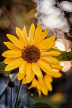 Flowers and rays of the sun Stock Photos