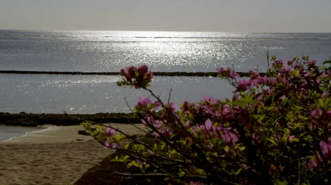 Flowers and Sea Stock-Footage 32207756