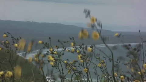 Flowers and sea Stock Footage 80672256