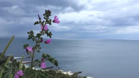 Flowers and sea Stockbeeldmateriaal 85874800
