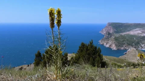 Flowers and the sea Stock Footage 94772330