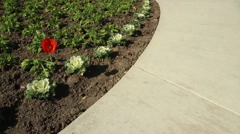 Flowers and Sidewalk 002 Stock Footage 44064628
