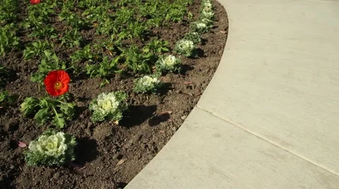 Flowers and Sidewalk 003 Stock Footage 44064636