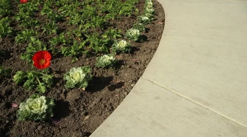 Flowers and Sidewalk 005 Stock Footage 44064611