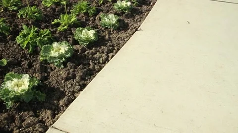 Flowers and Sidewalk 006 Stock Footage 44064909