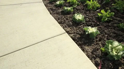 Flowers and Sidewalk 007 Stock Footage 44064907