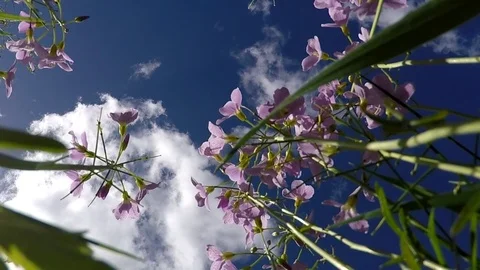 Flowers and sky with clouds Stock Footage 77865259