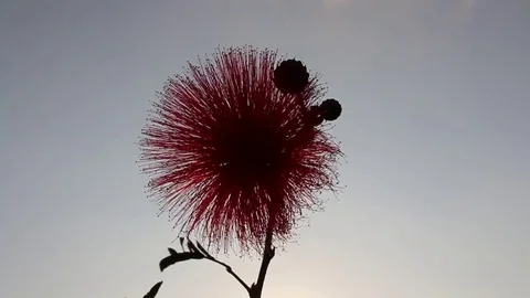 Flowers and sky Stock Footage 73058694