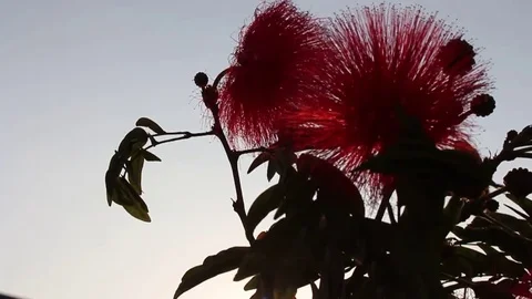 Flowers and sky Stock Footage 73058718