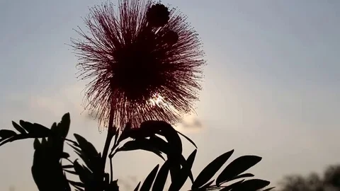 Flowers and sky Stock Footage 73058722