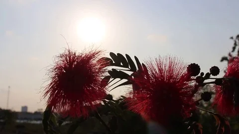 Flowers and sky Stock Footage 73058728