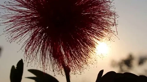 Flowers and sky Stock Footage 73059745