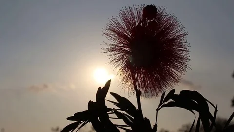 Flowers and sky Stock Footage 73059779