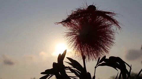 Flowers and sky Stock-Footage 73059784