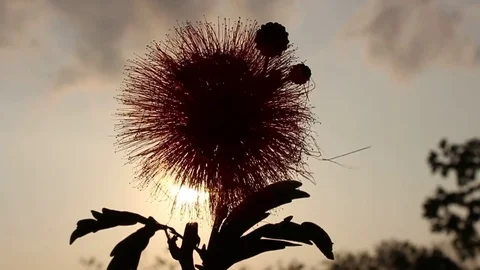 Flowers and sky Stock Footage 73059850