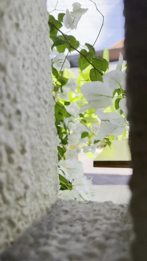 Flowers and Sky Framed Through Textured Wall Window with Soft Natural Light Stock Footage 332542673
