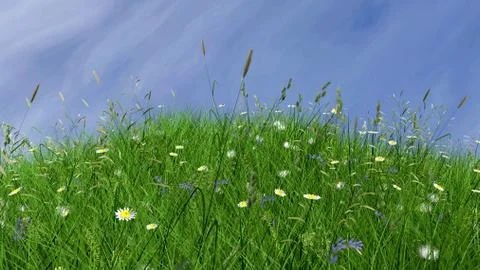 Flowers and sky Stock-Illustration