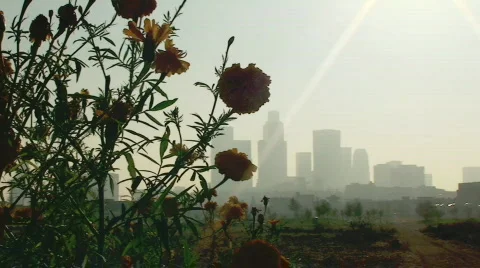 Flowers and Skyline Stock Footage 284553