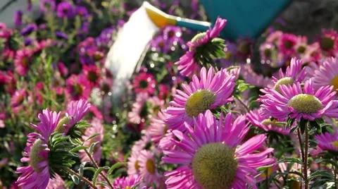 Flowers and spray Stock Footage 8660859