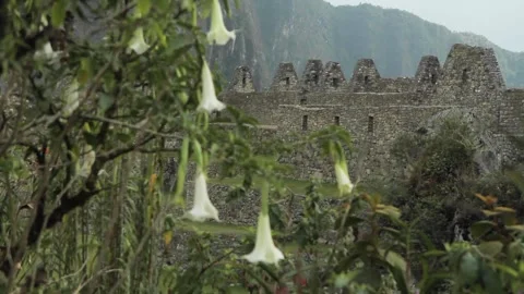 Flowers and stone temple. Machu Picchu, Cusco, Peru Video stock 130462702