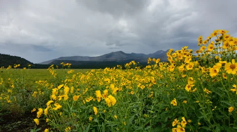 Flowers and Storm Stock Footage 54081156