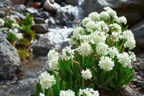 Flowers and stream Stock Photos