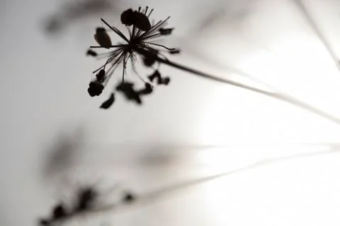 Flowers and Sun Stock Photos