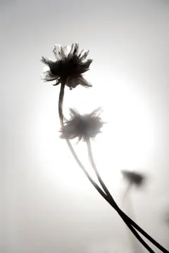 Flowers and Sun Stock Photos